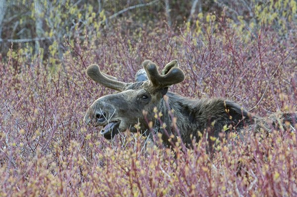 American elk