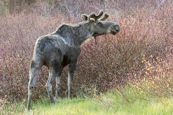 American elk