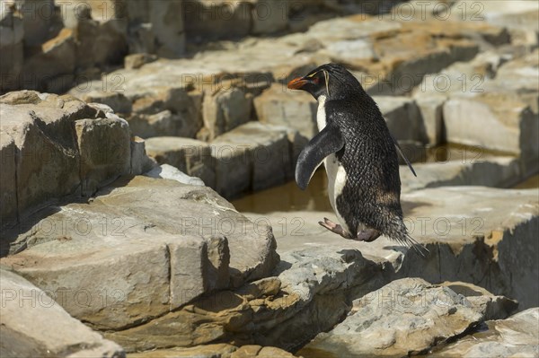 Sealion Island