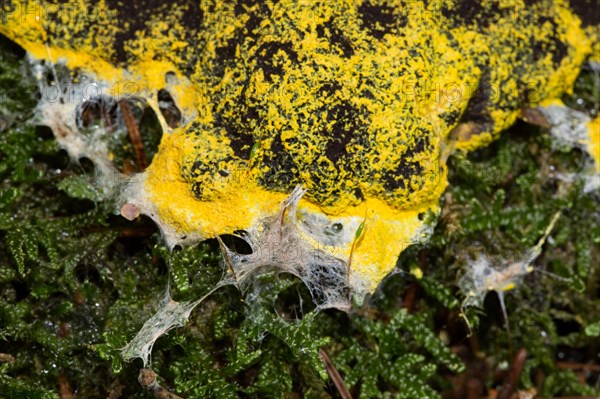 Scrambled egg slime (Fuligo septica)