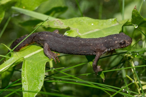 Alpine newt (Ichthyosaura alpestris)