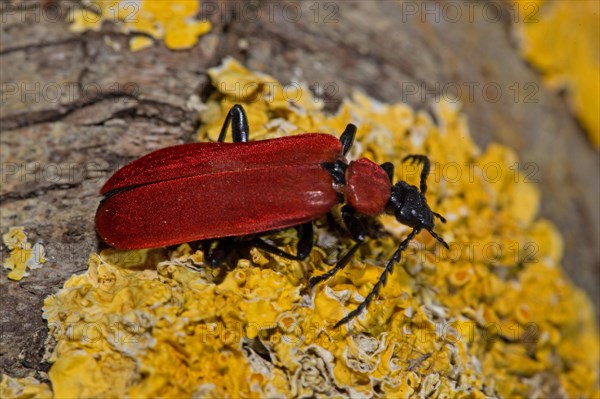 Cardinal beetle (Pyrochroa coccinea)