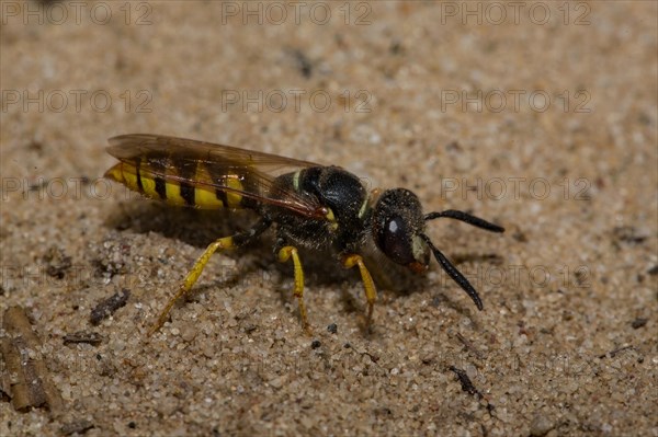 European beewolf (Philanthus triangulum)