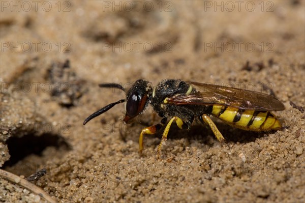 European beewolf (Philanthus triangulum)