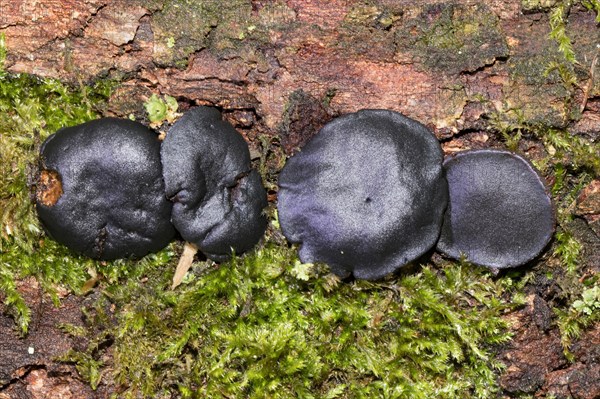 Black bulgar (Bulgaria inquinans)