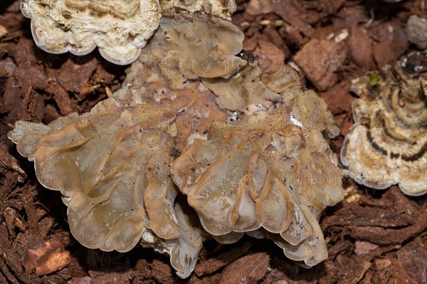 Toned ear lobe fungus (Auricularia mesenterica)