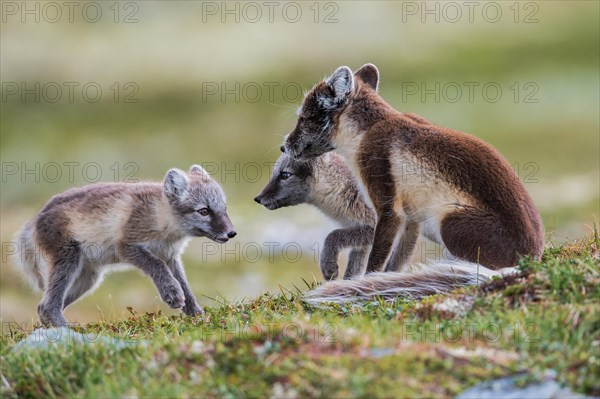 Arctic fox (Vulpes lagopus)