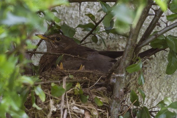 Blackbirds (Turdus merula) females and chicks