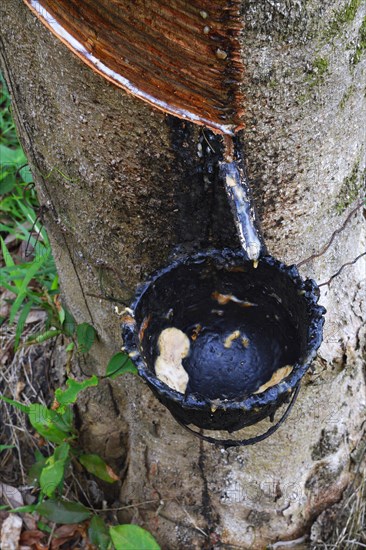 Extraction of natural rubber