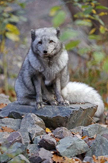 Arctic Fox or Polar Fox (Alopex lagopus)