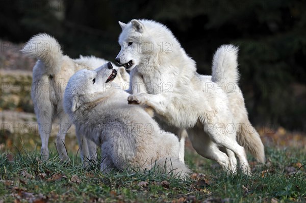 Arctic wolf (Canis lupus arctos)