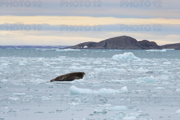 Bearded seal (Erignathus barbatus) on pack ice