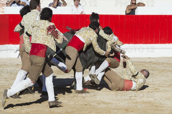 Bullfight in Alcochete