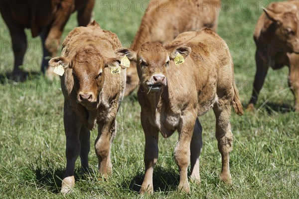 Limousin cattle