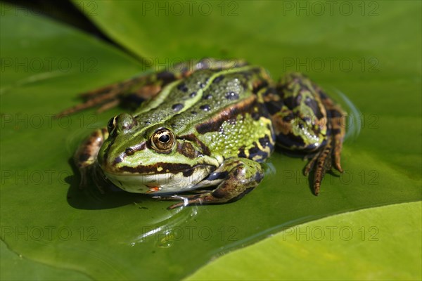 Green frog (Pelophylax esculentus) on lily pad