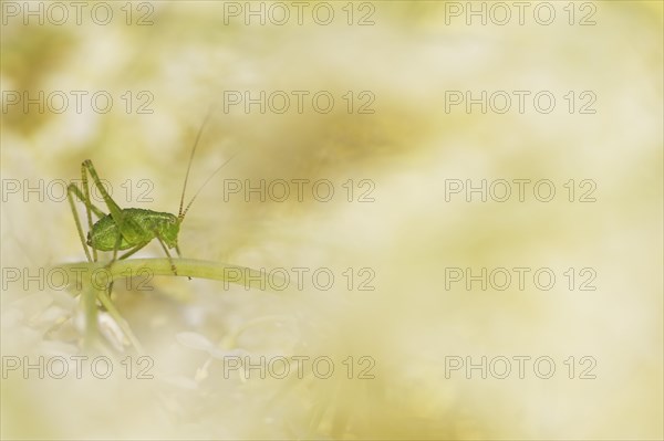 Speckled bush-cricket (Leptophyes punctatissima)