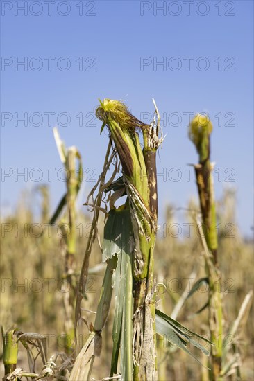 Maize (Zea mays) plants in a field with hail damage after a heavy storm