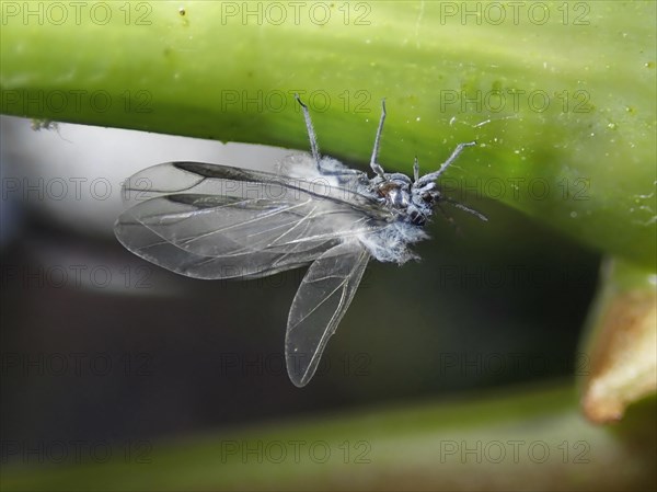 Woolly beech aphid (Phyllaphis fagi)