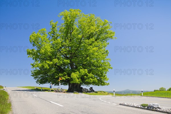 Linn lime tree