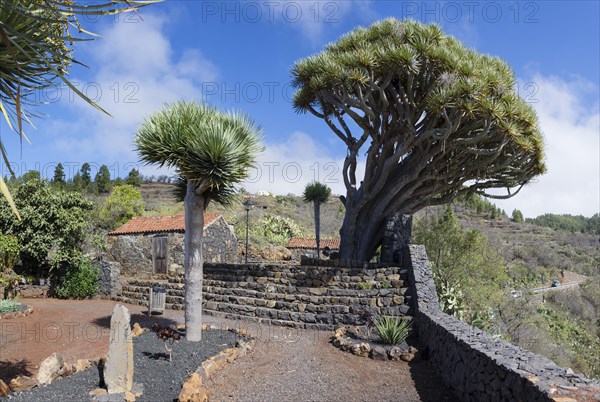 Canary Islands dragon tree (Dracaena draco) El Roque