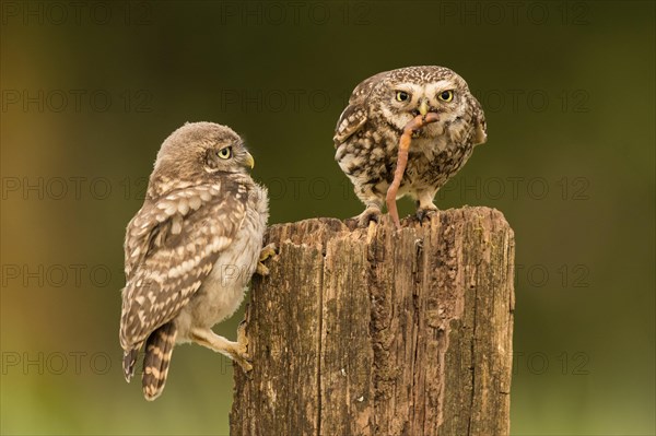 Little owl (Athene noctua)