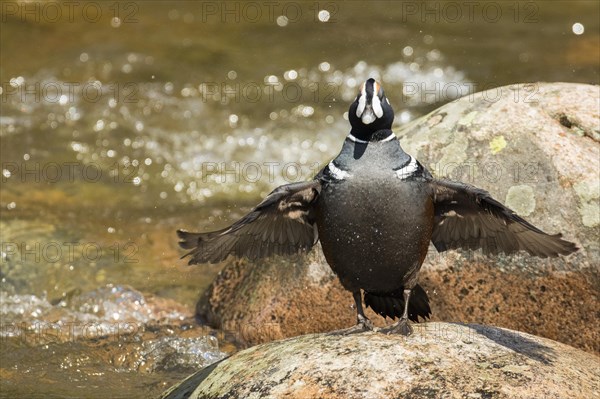 Harlequin duck male (Histrionicus histrionicus)