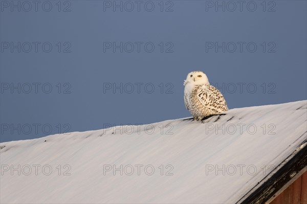Snowy owl (Bubo scandiacus) on a barn roof