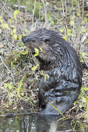 North American beaver (Castor canadensis)