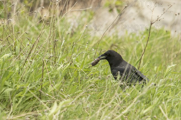 American crow