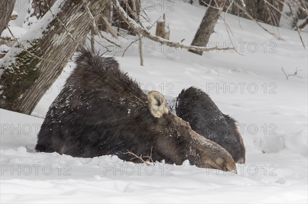 Elk