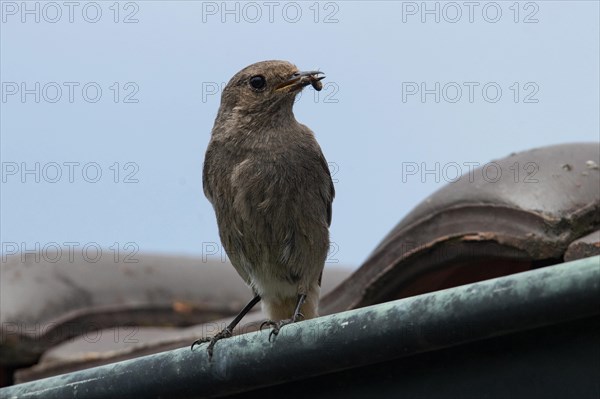 Black redstart (Phoenicurus ochruros)