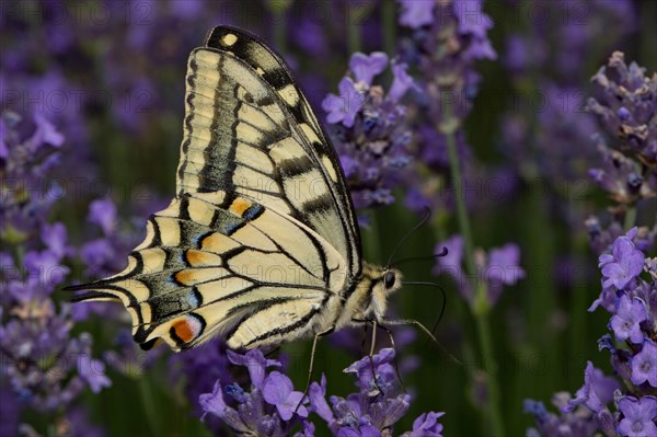 Swallowtail (Papilio machaon)