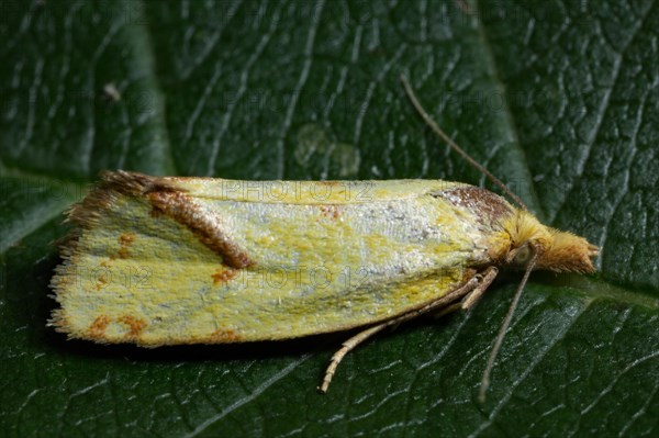 Straw hook moth (Agapeta hamana)
