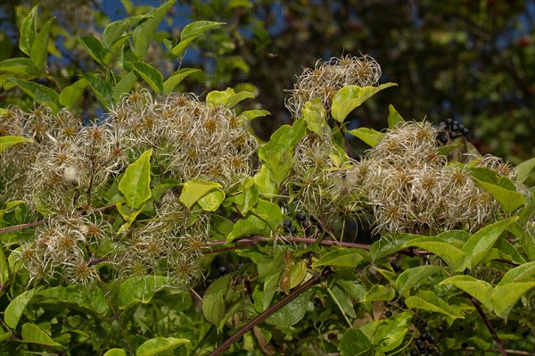 Clematis vitalba