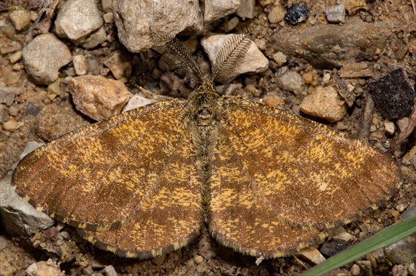 Common heath (Ematurga atomaria)