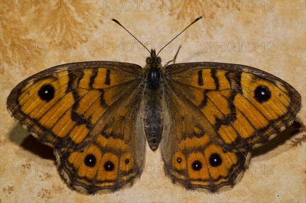 Wall brown (Lasiommata megera)