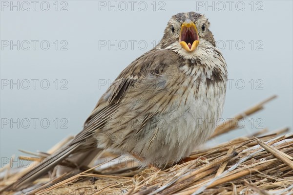 Corn bunting (Emberiza calandra)