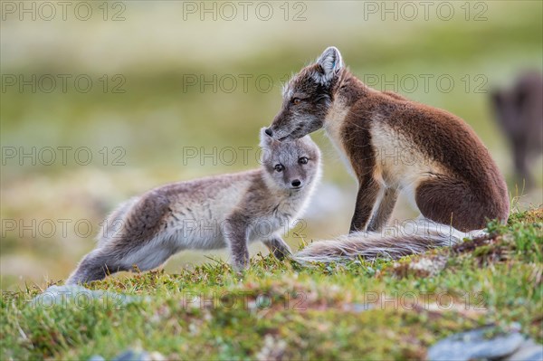 Arctic fox (Vulpes lagopus)