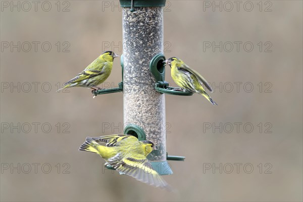 Eurasian siskins (Spinus spinus) male