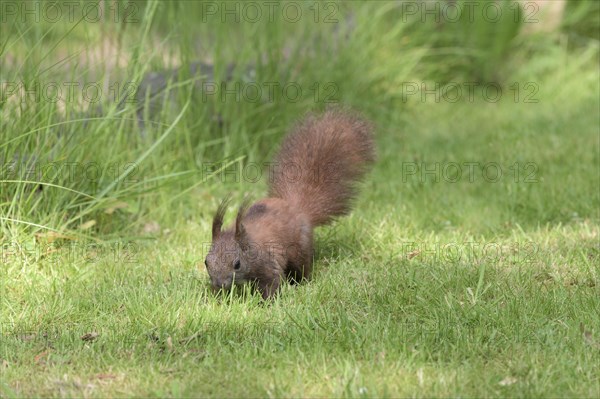 Eurasian red squirrel (Sciurus vulgaris) Squirrel Protection