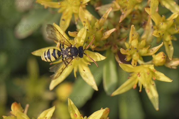 Belt wasp bee (Nomada succincta) (floriferum) (Sedum) Weihenstephan Gold