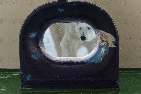 Polar bear (Ursus maritimus) looking through an opening in the deck of a ship