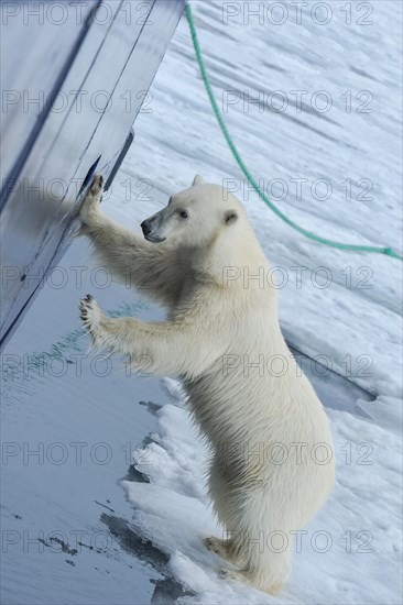 Curious polar bear (Ursus maritimus) at the hull of a ship and trying to enter through a porthole