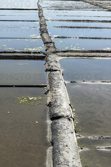 Seaweed growing in the saltworks