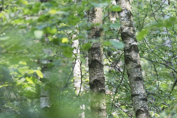 Silver birch (Betula pendula)