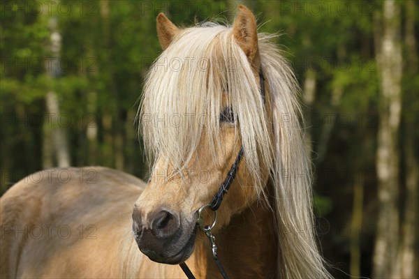 Isabell coloured Icelandic pony