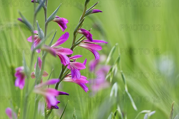 Wild gladiolus (Gladiolus illyricus)