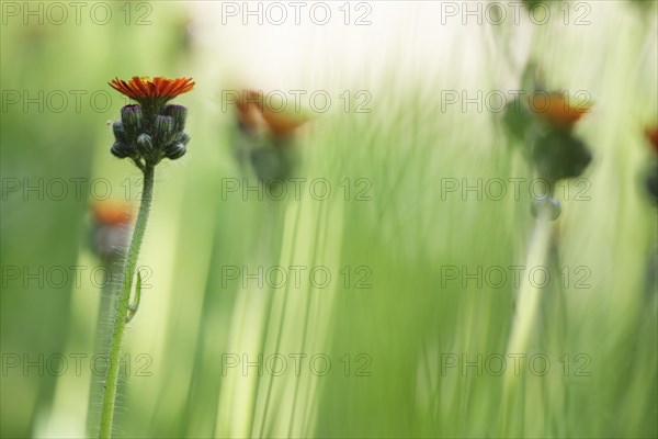 Orange Fox-and-cubs