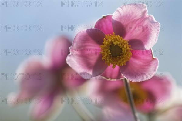 Chinese Anemone (Anemone hupehensis)