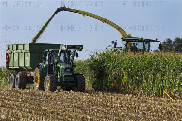 Mechanical maize harvest